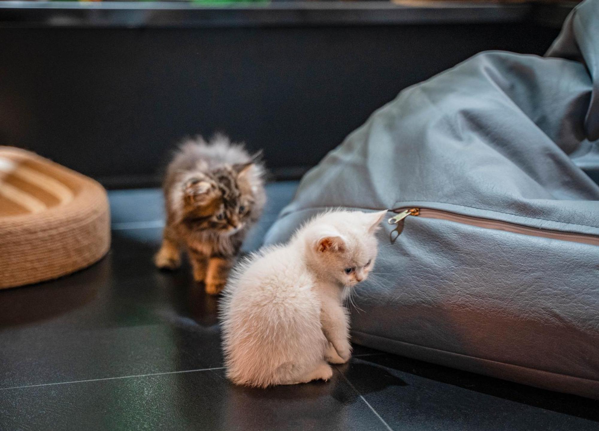 Hesu Designer Hotel & Suites -Near Xi'An Drum Tower And Yongning Gate -Free Laundry Luggage Storage -Kitty Cafe With Freshly Ground Coffee -24H Front Desk -English Service Екстер'єр фото